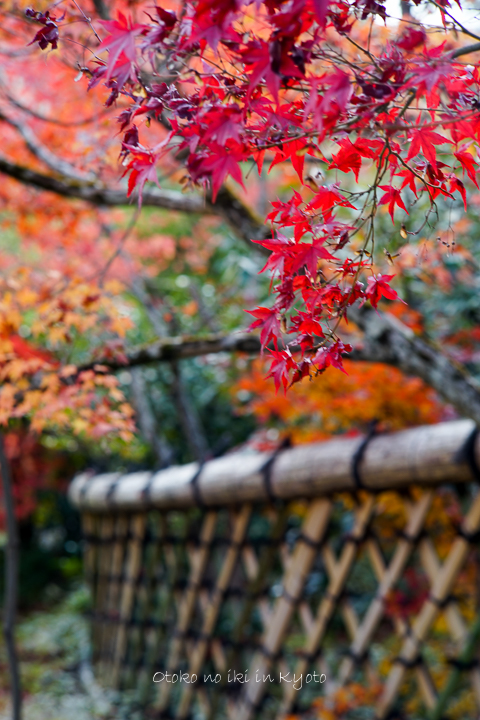 1201KYOTO11月-42
