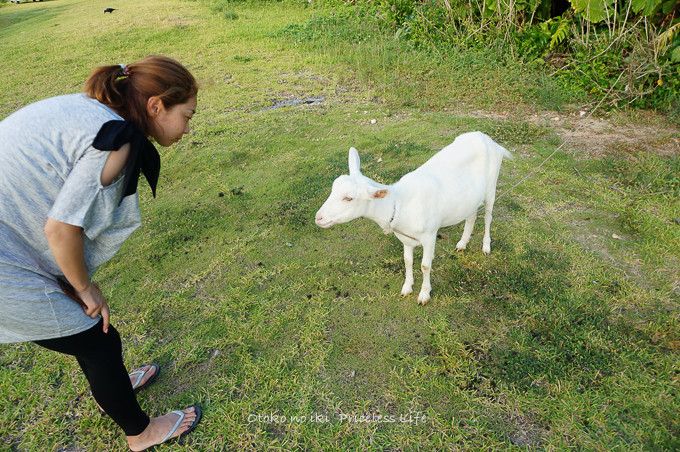 0513iriomote39月-5