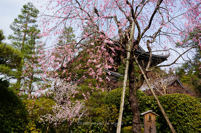 0324京都3月-27