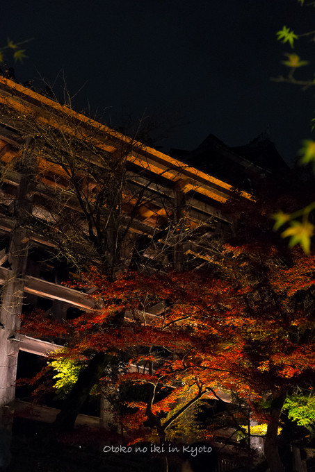 1123清水寺11月-15