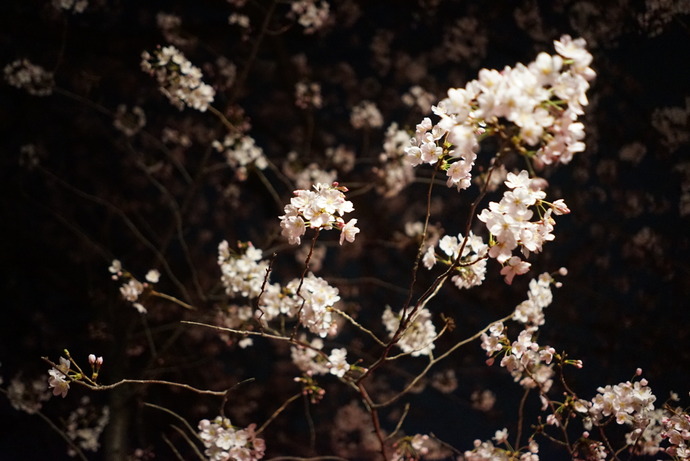 0401桜5