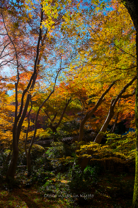 1107祇王寺11月-14