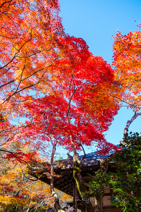 1110常寂光寺11月-4