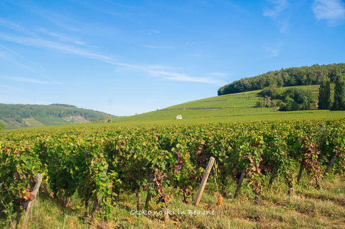 0822Corton9月-26