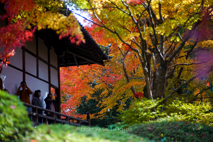 1201KYOTO11月-45