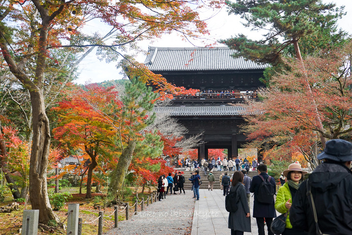 京都1125朝11月-3