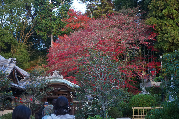 京都112511月-1