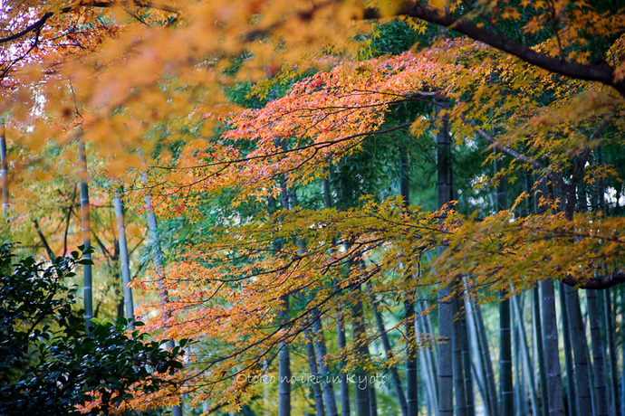 1113常寂光寺11月-19