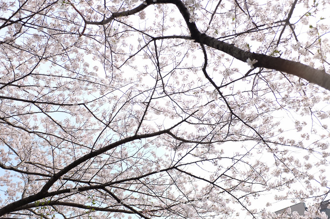 0409FUJI1·î-9