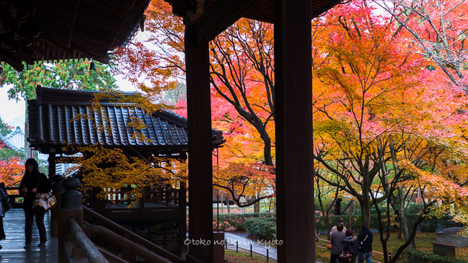 0404京都紅葉11月-27