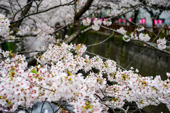 0404目黒川4月-4