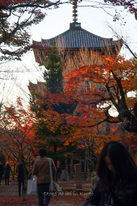 京都112511月-24