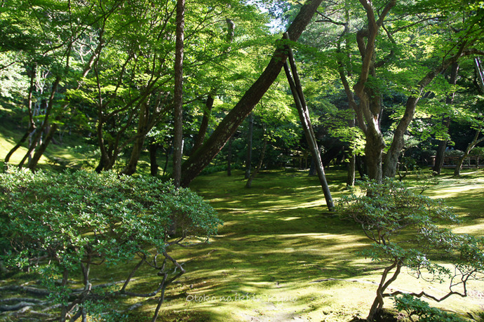 0814銀閣寺7月-11