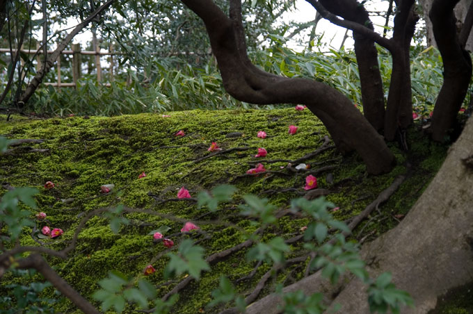 兼六園苔
