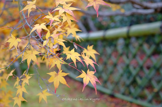 1129光悦寺11月-17