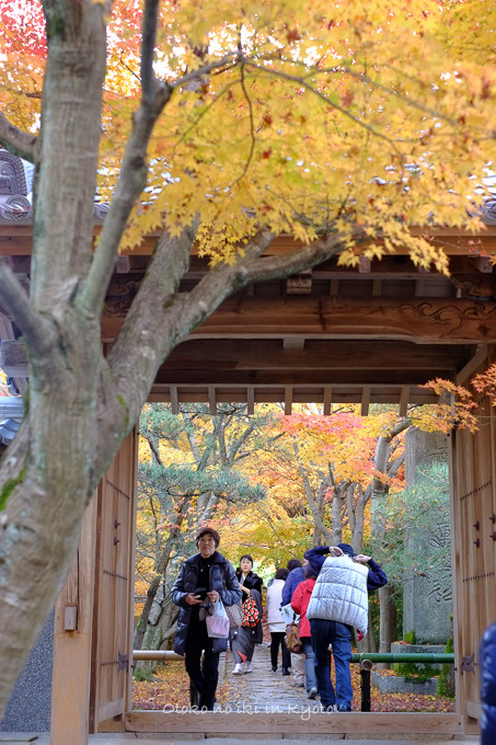 1129光悦寺11月-23