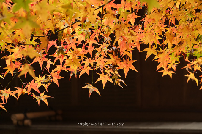 0219法然院11月-7