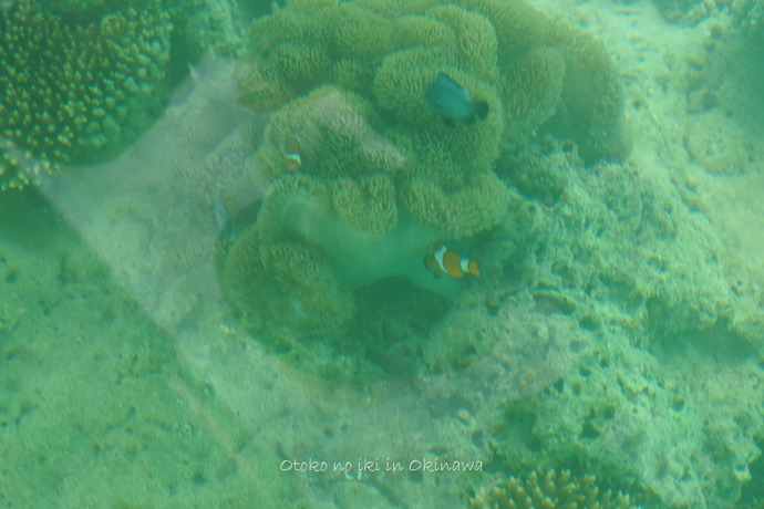 1208川平湾3_6月-4