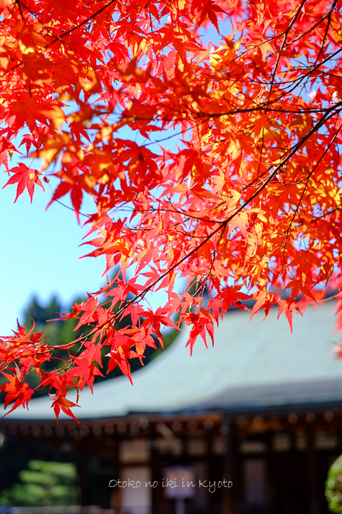 1102苔寺11月-33