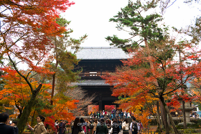 1119紅葉11月-13