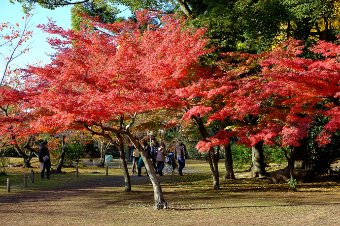 1115渉成園11月-12