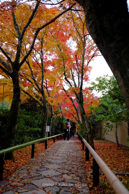 1129光悦寺11月-5