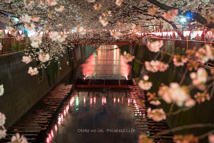 0330桜23月-57