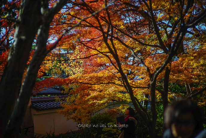 1123京都11月-12