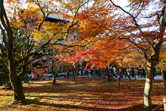 1123京都11月-19