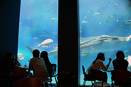 美ら海 カフェ