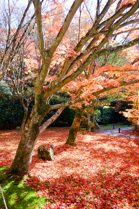 1102苔寺11月-5