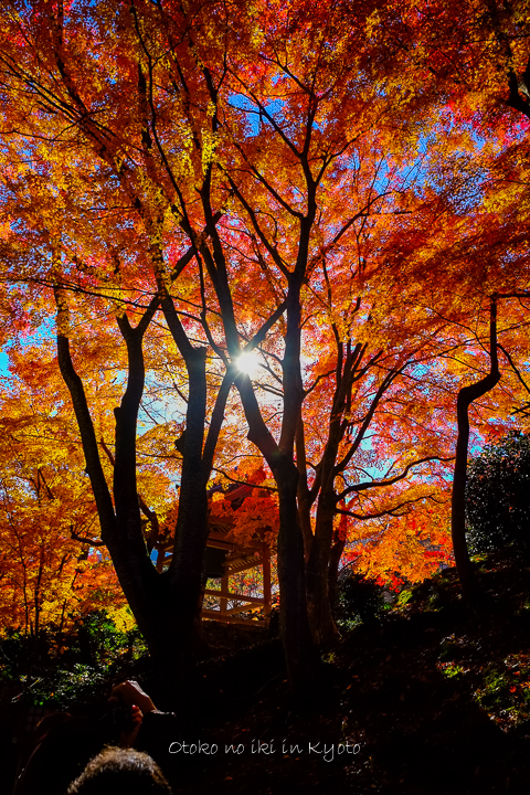 1110常寂光寺11月-16