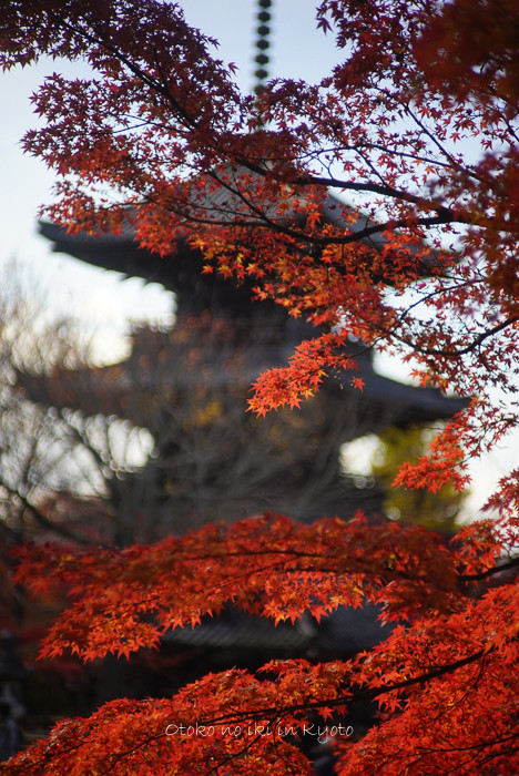 1123京都_2_11月-7