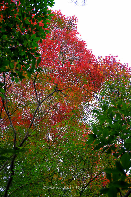 1129光悦寺11月-12