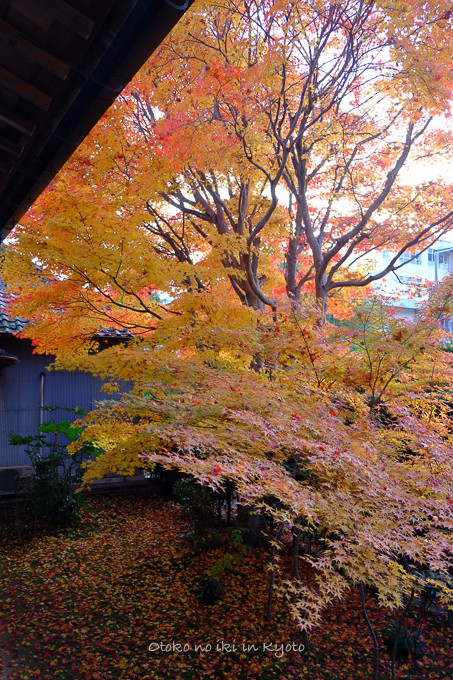1130源光庵11月-12