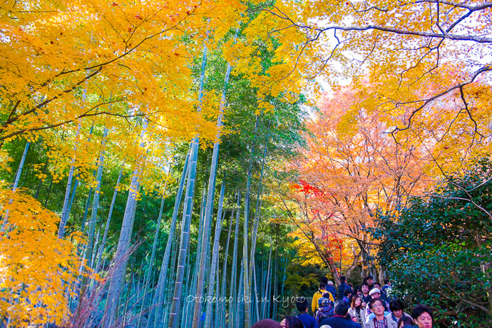 1110常寂光寺11月-5