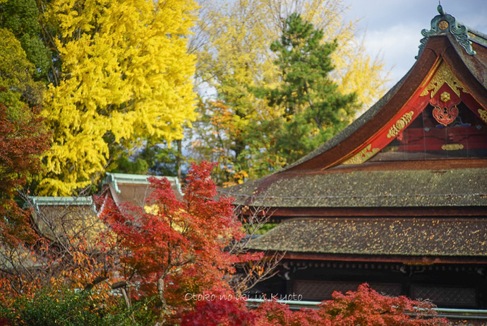 1123京都11月-5