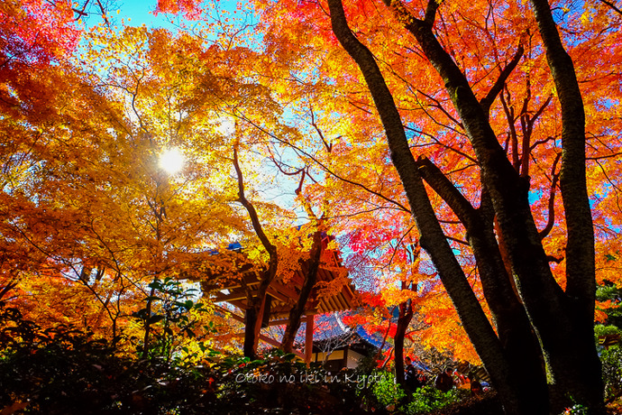 1110常寂光寺11月-14