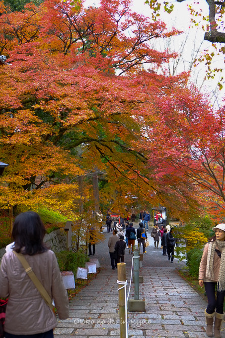 1125曼殊院門跡11月-12