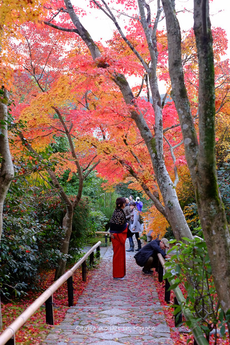 1129光悦寺11月-24