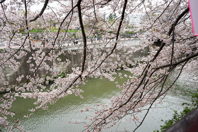 0404目黒川4月-1