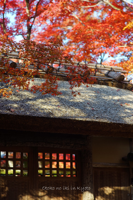 1215宝厳院11月-96