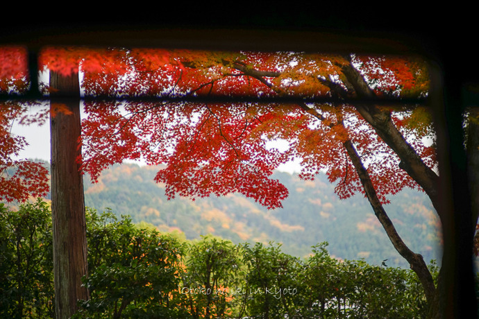 1201KYOTO11月-108