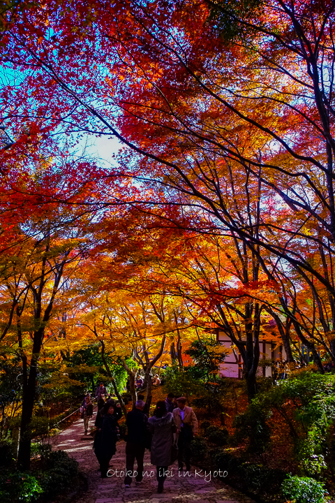 1110常寂光寺11月-17