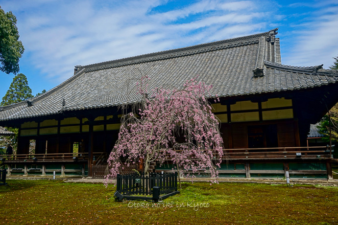 0407京都4月-45