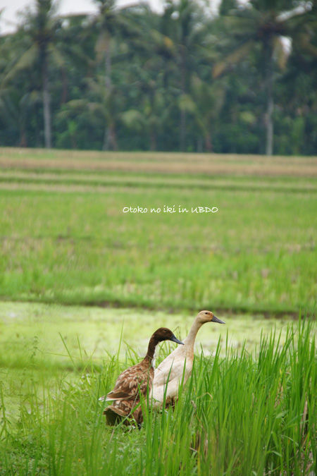 1010-8UBUD