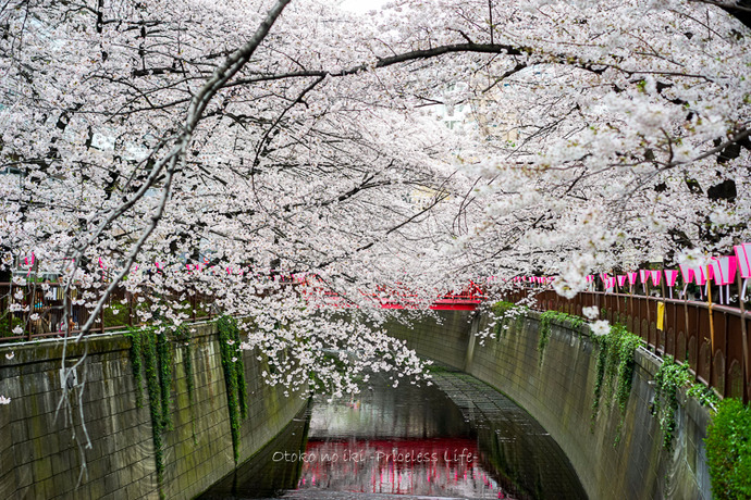 0404目黒川4月-24