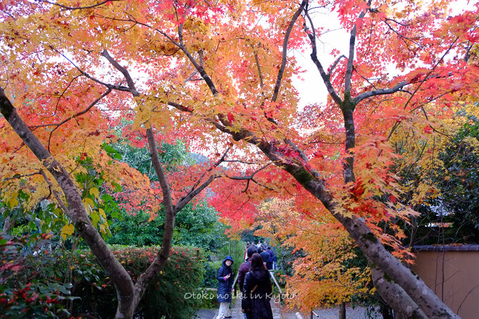 1129光悦寺11月-6