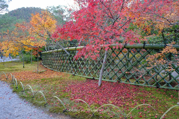 1129光悦寺11月-9
