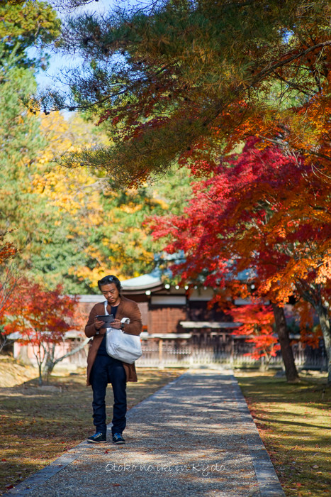 1120仁和寺11月-32